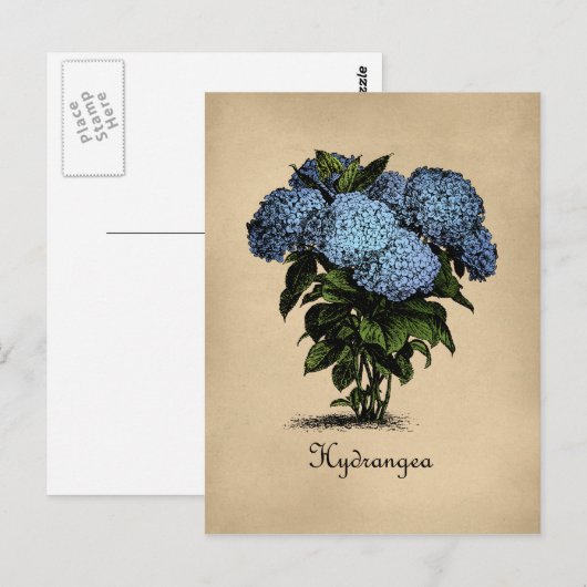 Hydrangeas Botanisch Briefkaart (Voorkant / Achterkant)