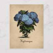 Hydrangeas Botanisch Briefkaart (Voorkant)