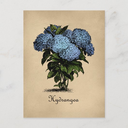 Hydrangeas  Botanisch Briefkaart (Voorkant)