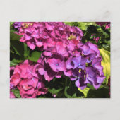 Hydrangeas Briefkaart (Voorkant)