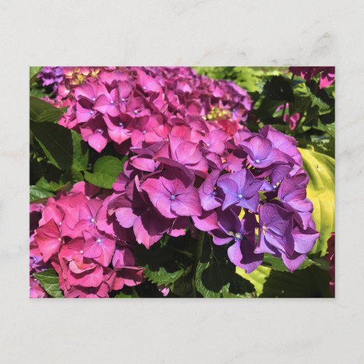 Hydrangeas Briefkaart (Voorkant)