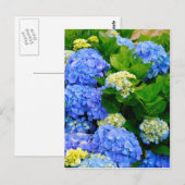 Hydrangeas Briefkaart (Voorkant / Achterkant)