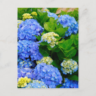 Hydrangeas Briefkaart