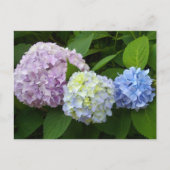 Hydrangeas Briefkaart (Voorkant)