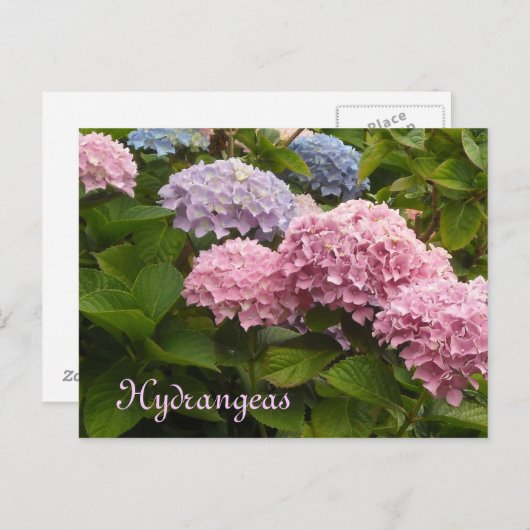 Hydrangeas Briefkaart (Voorkant / Achterkant)