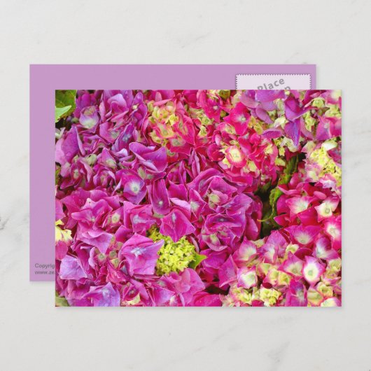 Hydrangeas Briefkaart (Voorkant / Achterkant)