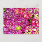 Hydrangeas Briefkaart (Voorkant)