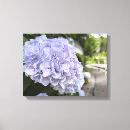 Hydrangeas by the Roadside – Nature Photography Canvas Afdruk (Voorkant)
