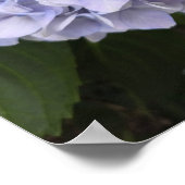 Hydrangeas by the Roadside – Nature Photography Poster (Hoek)