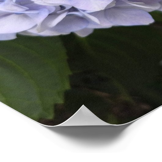 Hydrangeas by the Roadside – Nature Photography Poster (Hoek)