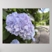 Hydrangeas by the Roadside – Nature Photography Poster (Voorkant)