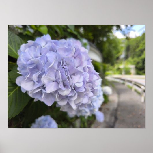 Hydrangeas by the Roadside – Nature Photography Poster (Voorkant)