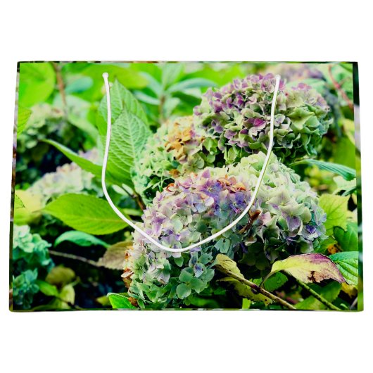 Hydrangeas cadeautas (Voorkant)