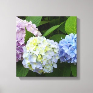 Hydrangeas Canvas Afdruk