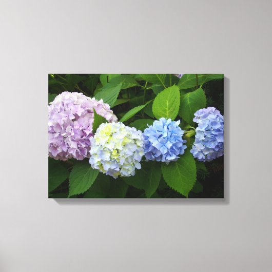 Hydrangeas Canvas Afdruk (Voorkant)