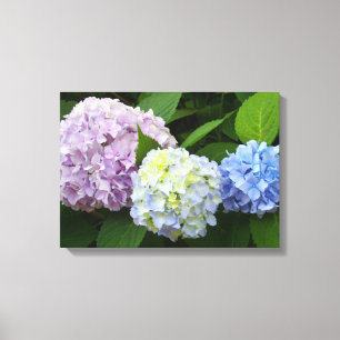 Hydrangeas Canvas Afdruk