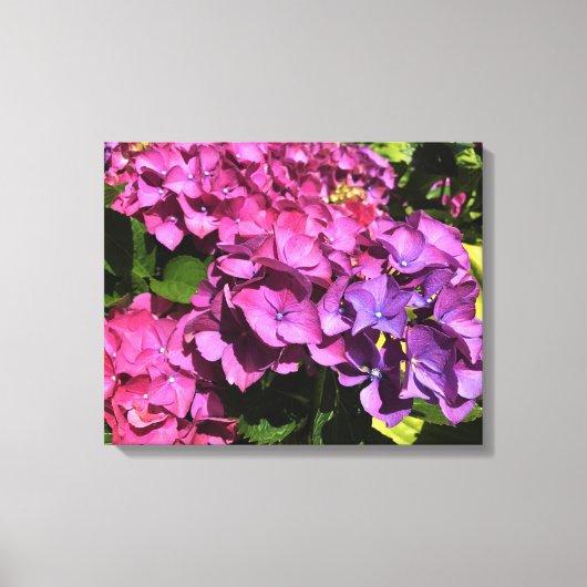 Hydrangeas Canvas Afdruk (Voorkant)