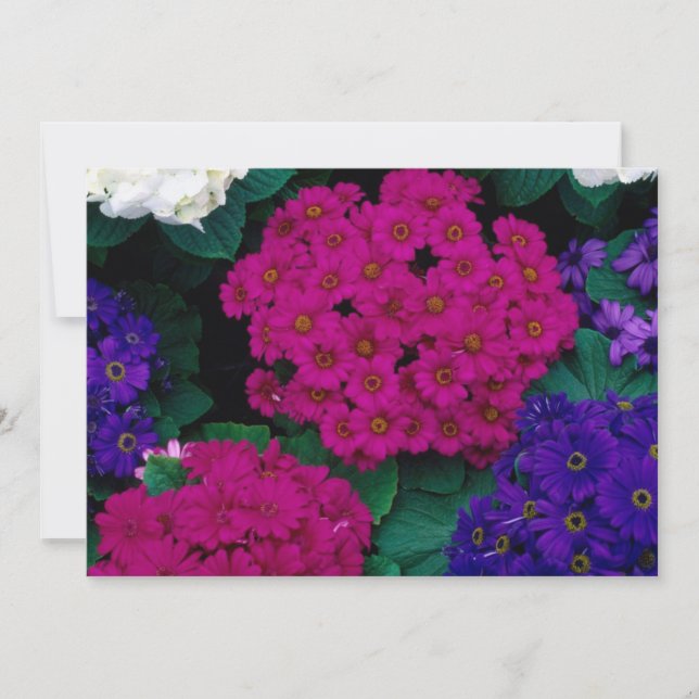 HYDRANGEAS DARK PINK PURPLEMENTEERT DE NATUUR VAN  (Voorkant)