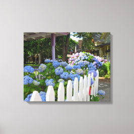Hydrangeas en Picket Fence - Martha's wijngaard Canvas Afdruk