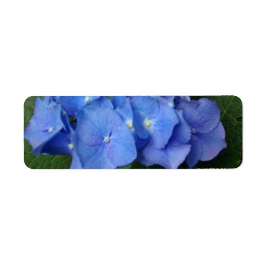 Hydrangeas Etiket (Voorkant)