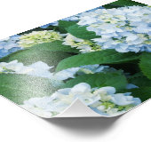 Hydrangeas Foto afdrukken (Hoek)