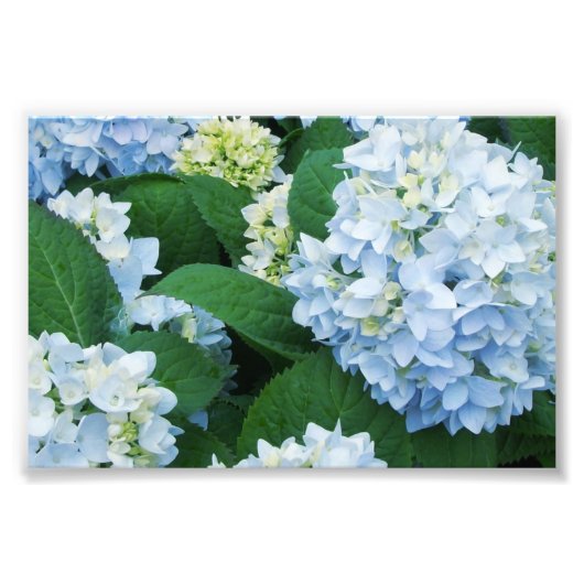 Hydrangeas Foto afdrukken (Voorkant)