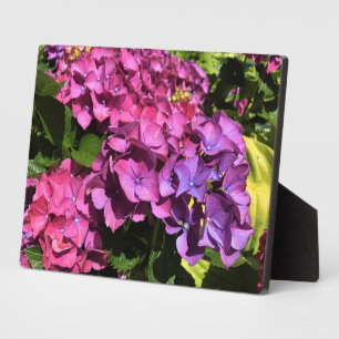 Hydrangeas Fotoplaat