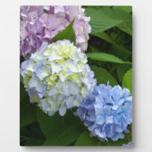 Hydrangeas Fotoplaat (Voorkant)