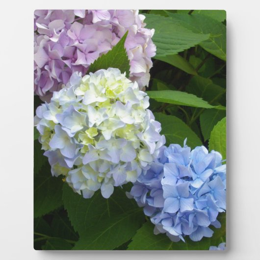 Hydrangeas Fotoplaat (Voorkant)
