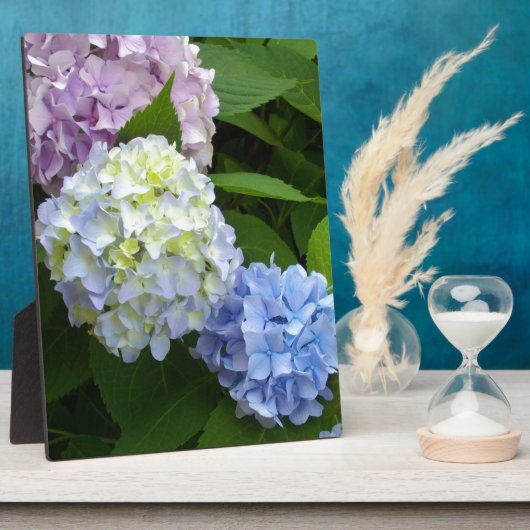 Hydrangeas Fotoplaat (Zijkant)
