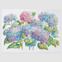 Hydrangeas in bloei