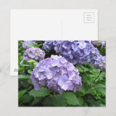 Hydrangeas in de Trebah Gardens, Cornwall Briefkaart (Voorkant / Achterkant)