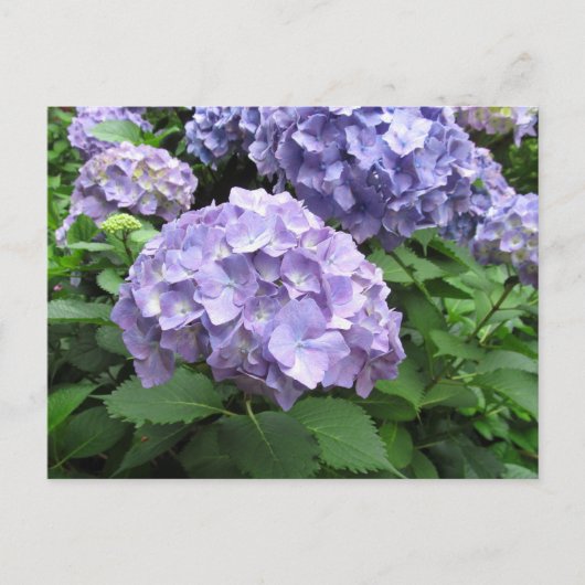 Hydrangeas in de Trebah Gardens, Cornwall Briefkaart (Voorkant)