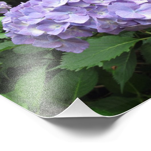 Hydrangeas in de Trebah Gardens, Cornwall Foto Afdruk (Hoek)