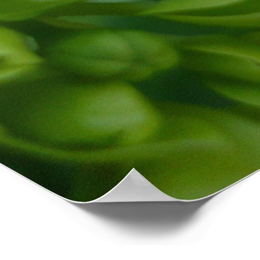 Hydrangeas in groen poster (Hoek)