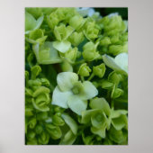 Hydrangeas in groen poster (Voorkant)