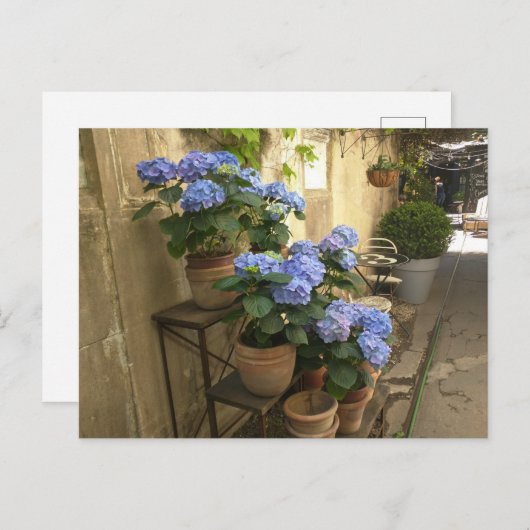 Hydrangeas in potten briefkaart (Voorkant / Achterkant)