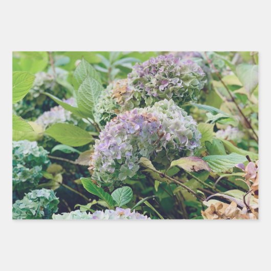 Hydrangeas-inpakpapier Inpakpapier Vel (Voorkant 3)