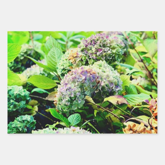 Hydrangeas-inpakpapier Inpakpapier Vel (Voorkant)