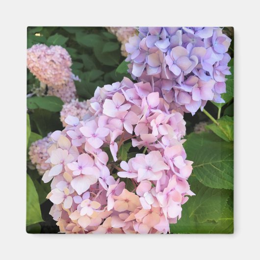 Hydrangeas Magneet (Voorkant)