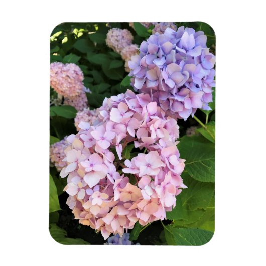 Hydrangeas Magneet (Verticaal)