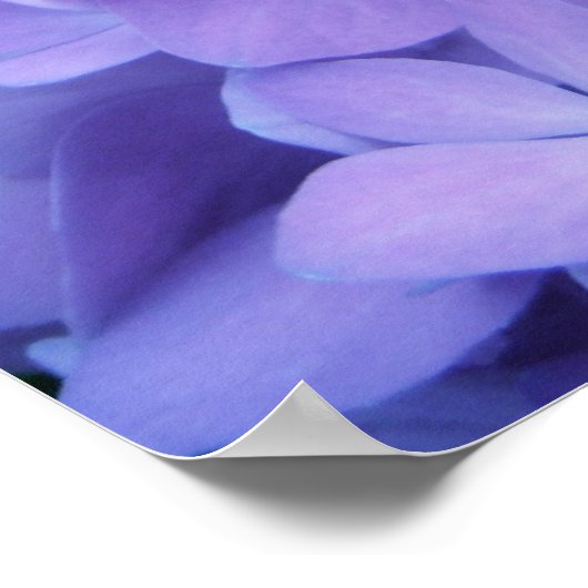 Hydrangeas {Paars} | POSTER (Hoek)