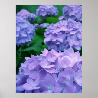 Hydrangeas {Paars} | POSTER