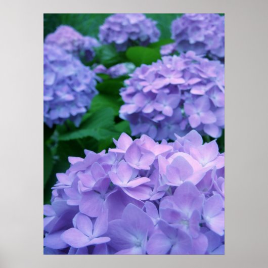 Hydrangeas {Paars} | POSTER (Voorkant)