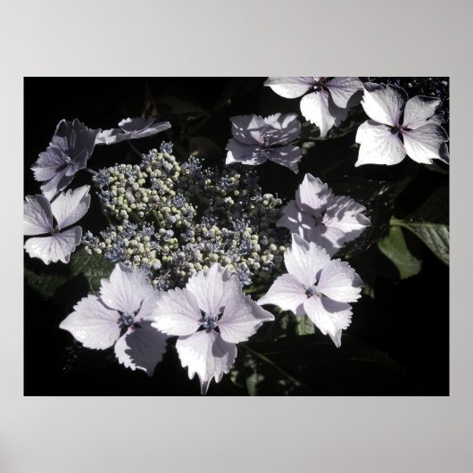 Hydrangeas Poster (Voorkant)