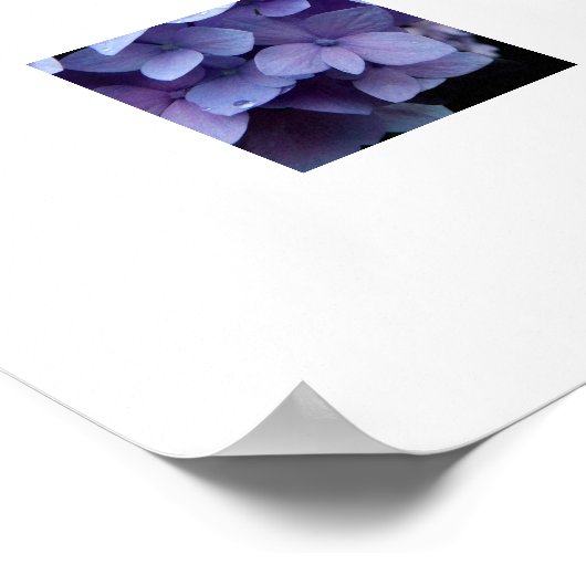 Hydrangeas Poster (Hoek)