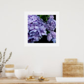 Hydrangeas Poster (Keuken)