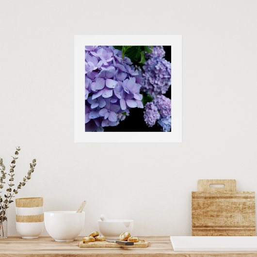 Hydrangeas Poster (Keuken)