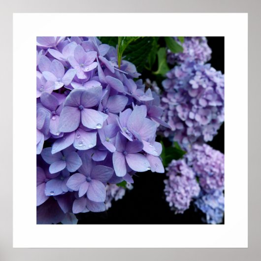 Hydrangeas Poster (Voorkant)