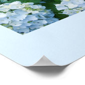 Hydrangeas Poster (Hoek)